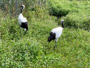 丹頂鶴自然公園