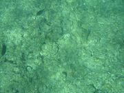 サンゴの赤ちゃん