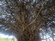 バンヤンツリー