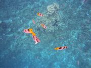 シュノーケリング