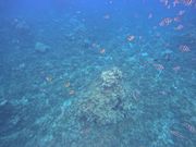 シュノーケリング