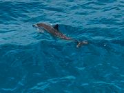 イルカウォッチング