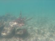 ウミガメと散歩１