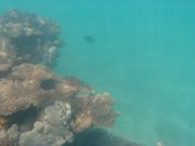 ガイドシュノーケリング(水中カメラ)