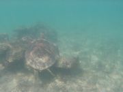 ウミガメと散歩２