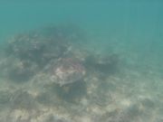 ウミガメと散歩３