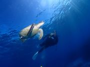 アオウミガメに遭遇