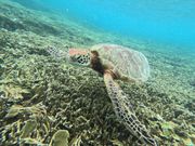 シュノーケリングで出会ったウミガメ
