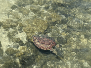 ガイドのトヨさんが途中で立ち寄ってくれた海で偶然カメに会えた！海が透き通っていて良く見えた〜