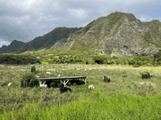 東京ドームの約450個分⁈その中に動物も放牧。こんなに自由で自然な表情の動物にも癒される〜