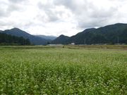 滝の駐車場横の蕎麦畑の花