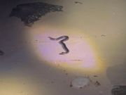 ウミヘビ発見！浜に居るのは珍しいらしい