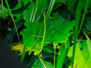 ナナフシ発見！隠れてた