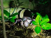 ヤシガニ発見！すごい色だった