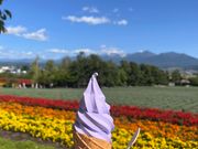 ラベンダーソフト