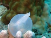 イカの卵の孵化