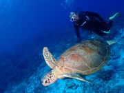 海亀発見（笑）