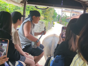 竹富島で水牛車