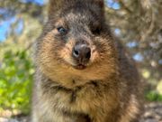 クォッカ可愛く人懐っこい