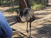昼食場所の小動物園のエミュー