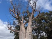 キングスパークのバオバブの樹