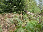 鹿さんに会えました