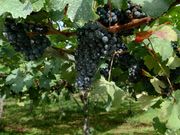 たわわに実るブドウ