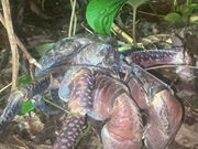 big size ヤシガニ