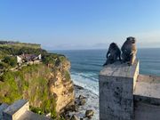 さるに気をつけないと