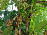 自然に育つバナナ