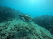 かなり近くで亀が泳いでくれたりします