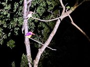 親子。綺麗な色でした。