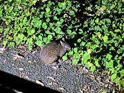 アマミノクロウサギ。大人しくほとんど逃げない。