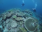 ポイント:伊良部島サシバ