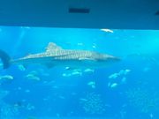 美ら海水族館