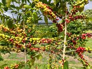 カウコーヒー園