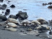 黒砂海岸のウミガメ