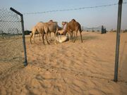 ラクダ🐪の食事中