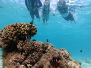 クマノミさんと