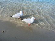 野生のシーガルのカップル