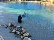 イルカショーの最後の場面