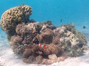 カクレクマノミ