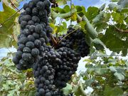 たわわになったぶどうが美味しそう！