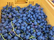 まさに今収穫されたぶどうは軽トラの荷台へ