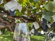 70歳のメルローの古木の前で塩尻メルローを味わう　五一ワインにて