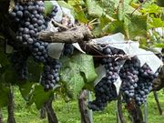 収穫を待つぶどう達