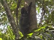 猿ではないヒヨケザル