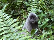 リーフモンキーがすぐそばに