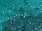 マンタが見えました