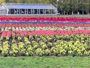 ファーム富田のお花畑1